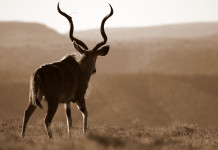 Approccio scientifico nella risoluzione sui trofei di caccia adottata dall’europarlamento Approccio scientifico nella risoluzione sui trofei di caccia adottata dall’europarlamento - kudu in Africa