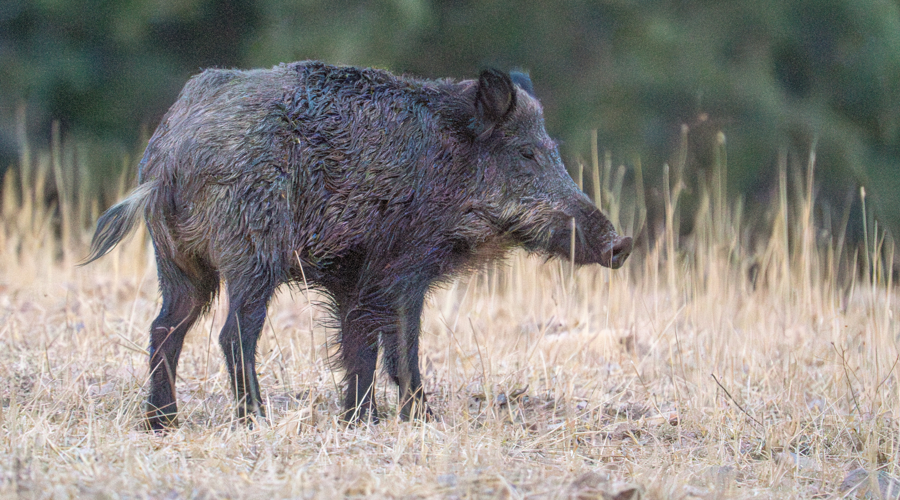 Finite le restrizioni per la peste suina africana in Calabria Finite le restrizioni per la peste suina africana in Calabria - cinghiale