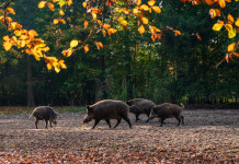 In Toscana si allargano le zone di restrizione contro la peste suina africana In Toscana si allargano le zone di restrizione contro la peste suina africana