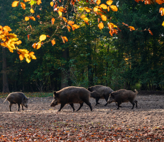 In Toscana si allargano le zone di restrizione contro la peste suina africana In Toscana si allargano le zone di restrizione contro la peste suina africana
