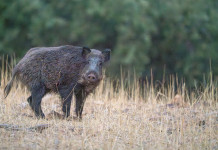 La peste suina africana eradicata dalla Calabria La peste suina africana eradicata dalla Calabria - cinghiale