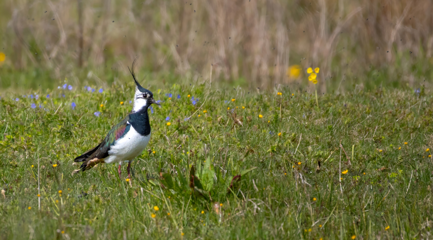 Raggiunto accordo sul piano nazionale di gestione della pavoncella Raggiunto accordo sul piano nazionale di gestione della pavoncella