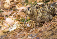 Confermata la chiusura anticipata della caccia a tordo e beccaccia nelle Marche Confermata la chiusura anticipata della caccia a tordo e beccaccia nelle Marche - beccaccia tra le foglie