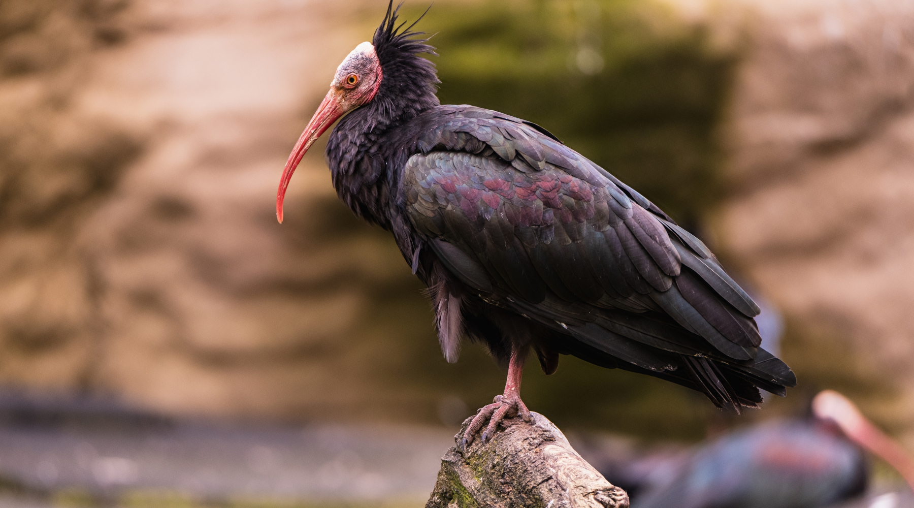 Federcaccia parte civile nel processo per bracconaggio di un ibis eremita Federcaccia parte civile nel processo per bracconaggio di un ibis eremita