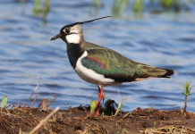 Diffida degli animalisti alla Toscana sulla caccia alla pavoncella Diffida degli animalisti alla Toscana sulla caccia alla pavoncella