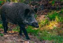 Due casi di peste suina africana in provincia di Reggio Emilia Due casi di peste suina africana in provincia di Reggio Emilia - cinghiale