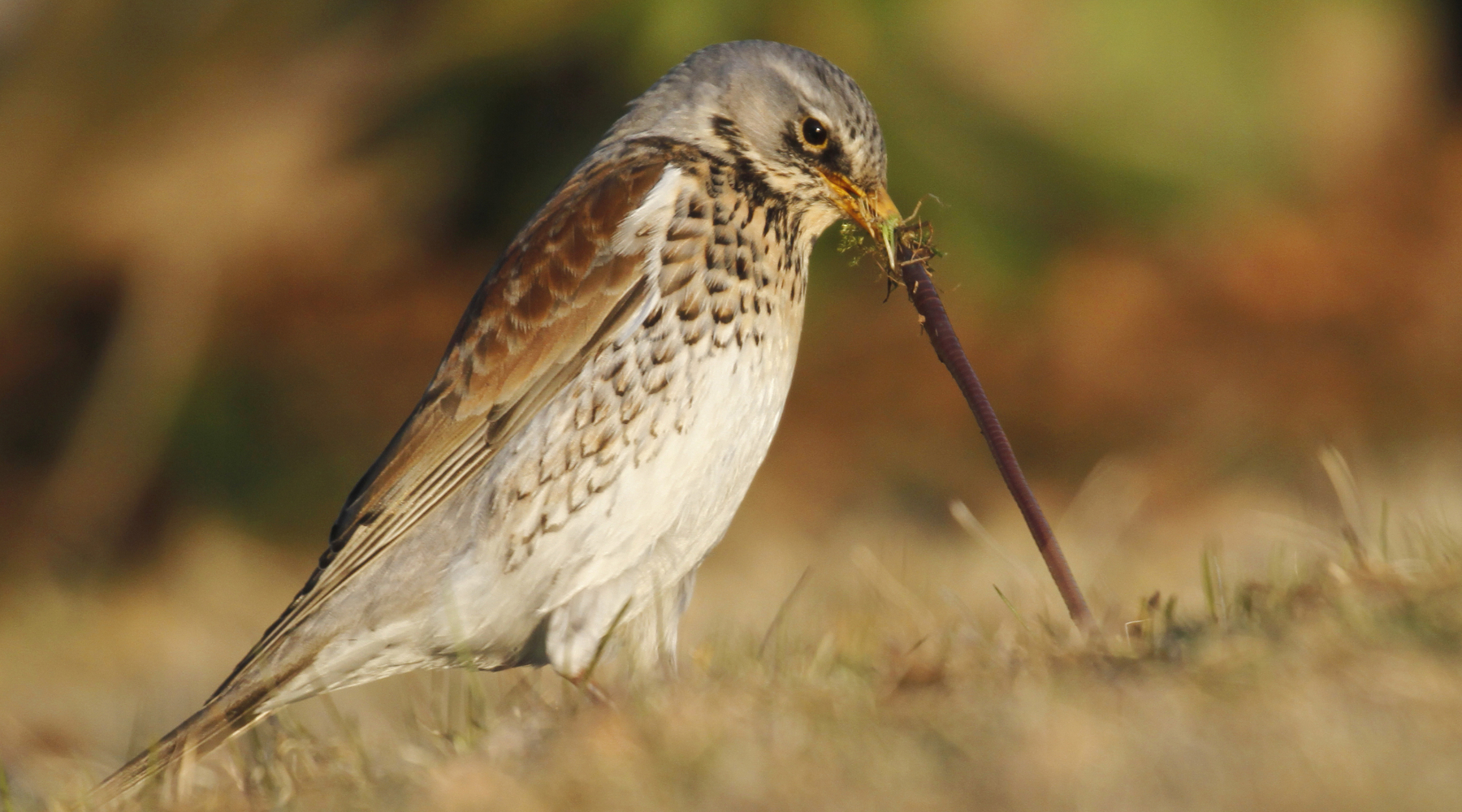 Respinto il ricorso ambientalista contro il calendario venatorio dell'Abruzzo - cesena (Turdus pilaris) con verme