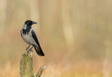 Accolto in parte il ricorso contro il calendario venatorio della Sardegna Accolto in parte il ricorso contro il calendario venatorio della Sardegna - cornacchia grigia (Corvus cornix)