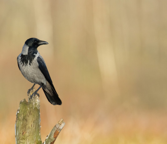 Accolto in parte il ricorso contro il calendario venatorio della Sardegna Accolto in parte il ricorso contro il calendario venatorio della Sardegna - cornacchia grigia (Corvus cornix)
