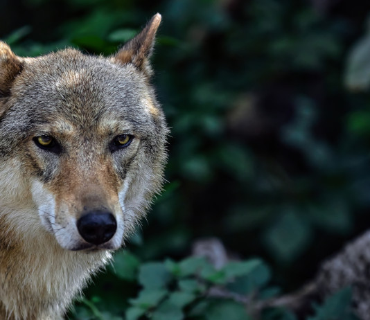 Animalisti: lupi in città? Colpa della braccata al cinghiale Animalisti lupi in città Colpa della braccata al cinghiale