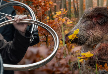 Caccia al cinghiale, al cervo, al muflone e al capriolo: il video della drückjagd Caccia al cinghiale, al cervo, al muflone e al capriolo video drückjagd