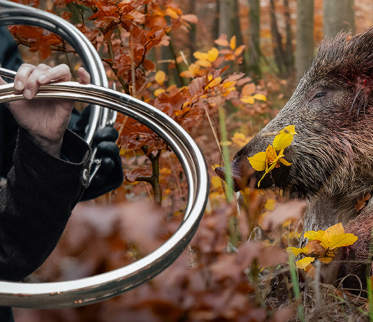 Caccia al cinghiale, al cervo, al muflone e al capriolo: il video della drückjagd Caccia al cinghiale, al cervo, al muflone e al capriolo video drückjagd