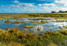 Commissione Ambiente esamina il decreto sul ripristino della natura Commissione Ambiente esamina il decreto sul ripristino della natura
