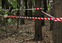 Interrogazione Pd al governo: più carabinieri forestali Interrogazione Pd al governo più carabinieri forestali - bosco con nastro di forze dell'ordine per indagine
