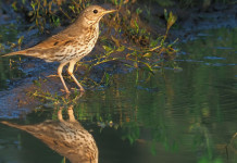 Quattro milioni di dati, studio UniMi-Lipu anticipa avvio migrazione prenuziale Quattro milioni di dati, studio UniMi-Lipu anticipa avvio migrazione prenuziale - tordo bottaccio (Turdus philomelos) si specchia in acqua