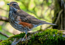 Respinto appello animalista contro il calendario venatorio dell’Abruzzo Respinto appello animalista contro il calendario venatorio dell’Abruzzo - tordo sassello (Turdus iliacus)