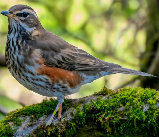 Respinto appello animalista contro il calendario venatorio dell’Abruzzo Respinto appello animalista contro il calendario venatorio dell’Abruzzo - tordo sassello (Turdus iliacus)