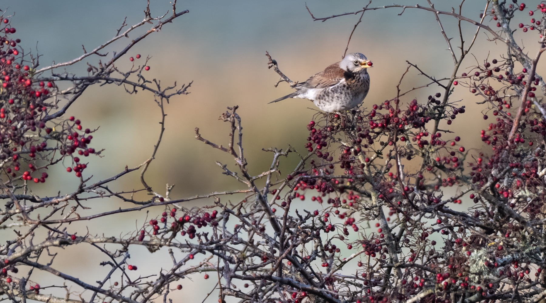Sospesa la sentenza del Tar sul calendario venatorio delle Marche Sospesa la sentenza del Tar sul calendario venatorio delle Marche - cesena (Turdus pilaris)