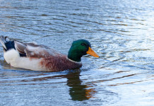 Tar del Veneto anticipa la chiusura della caccia a quattro specie d’uccelli Tar del Veneto anticipa la chiusura della caccia a quattro specie d’uccelli