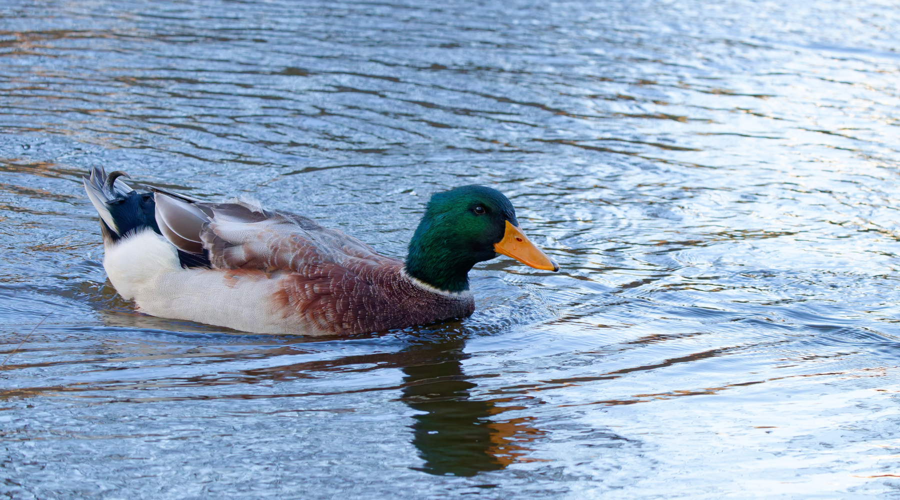 Tar del Veneto anticipa la chiusura della caccia a quattro specie d’uccelli Tar del Veneto anticipa la chiusura della caccia a quattro specie d’uccelli