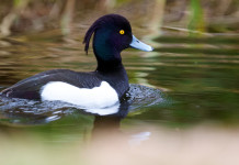 In Polonia vietata la caccia a cinque specie d’uccelli Vietata la caccia a cinque specie d’uccelli in Polonia - moretta (Aythya fuligula) tufted duck