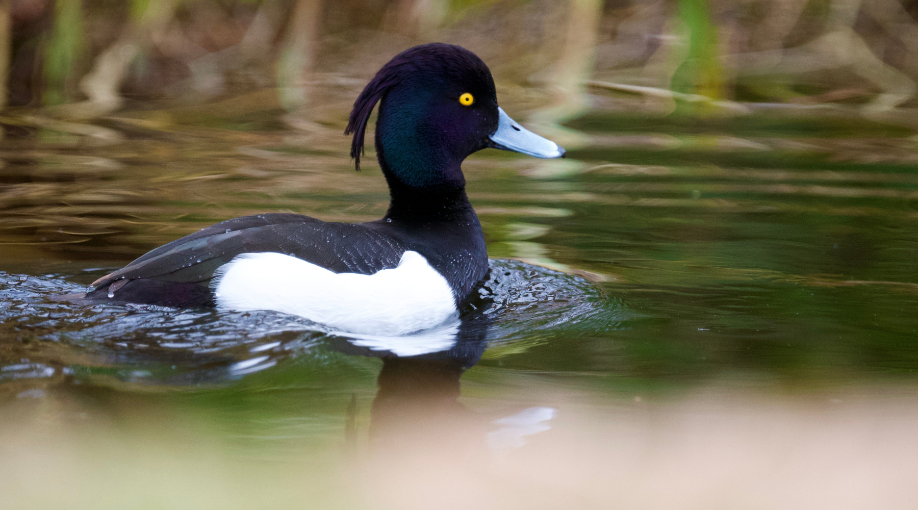 Vietata la caccia a cinque specie d’uccelli in Polonia Vietata la caccia a cinque specie d’uccelli in Polonia - moretta (Aythya fuligula) tufted duck