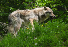 Animalisti chiedono al parlamento moratoria su declassamento del lupo Animalisti chiedono al parlamento moratoria su declassamento del lupo