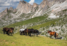 Federcaccia contro il ddl di tutela del cavallo Federcaccia contro il ddl di tutela del cavallo