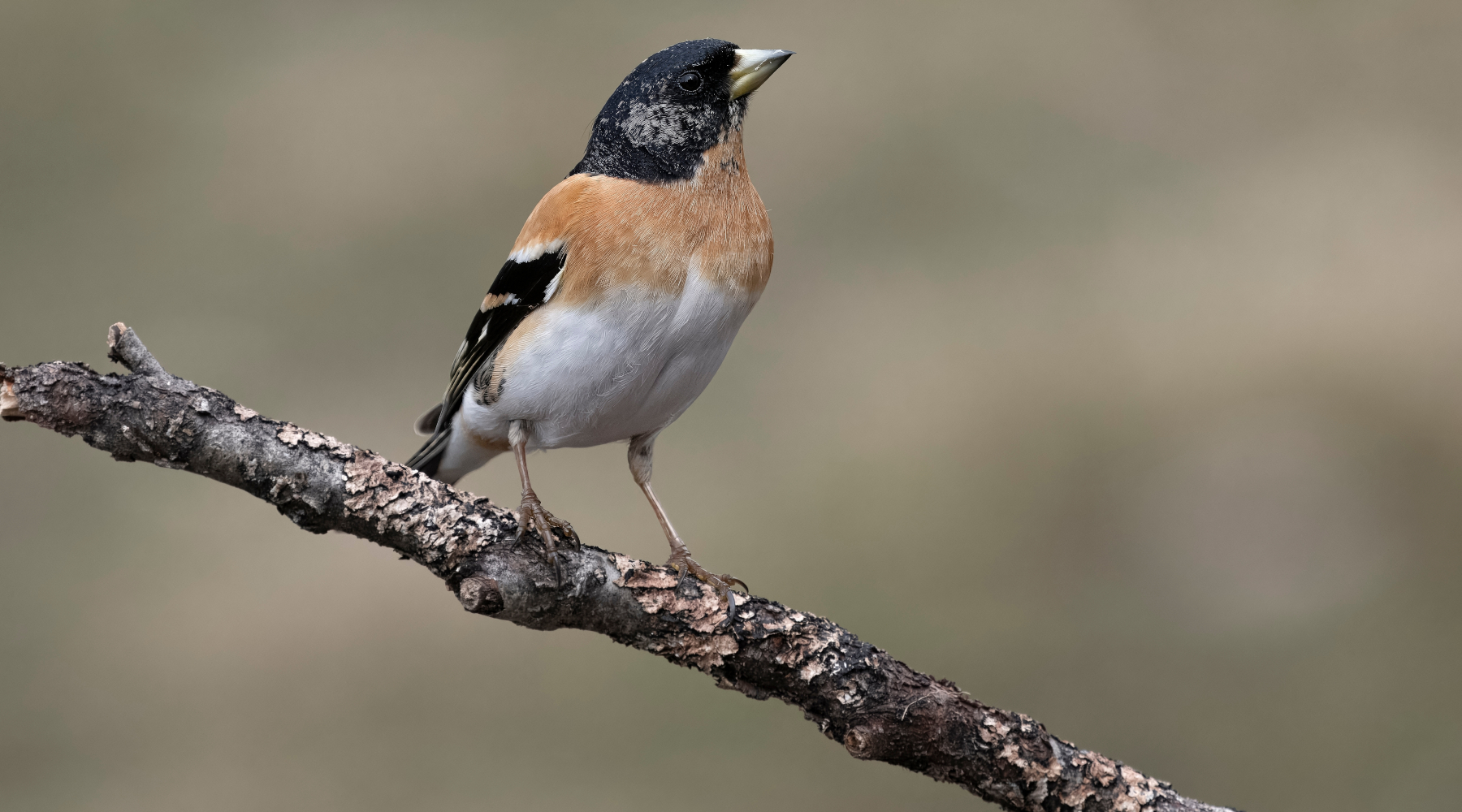 Illegittimo il silenzio dell’Ispra sulla caccia in deroga a peppola, frosone e pispola in Lombardia Illegittimo il silenzio dell’Ispra sulla caccia in deroga a peppola, frosone e pispola in Lombardia - peppola (Fringilla montifringilla)