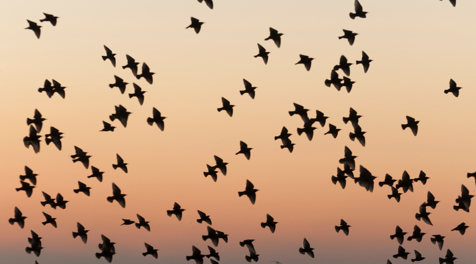 La Commissione europea valuta revisione delle direttive Uccelli e Habitat La Commissione europea valuta revisione delle direttive Uccelli e Habitat