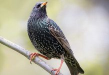 Animalisti diffidano le Regioni sulla caccia in deroga a storno e fringuello Animalisti diffidano le Regioni sulla caccia in deroga a storno e fringuello