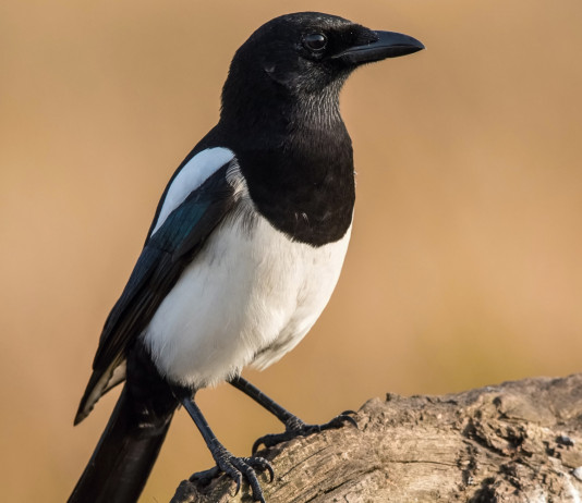Giunta Umbria adotta proposta calendario venatorio regionale Giunta Umbria adotta proposta calendario venatorio regionale - gazza (european magpie, Pica pica)