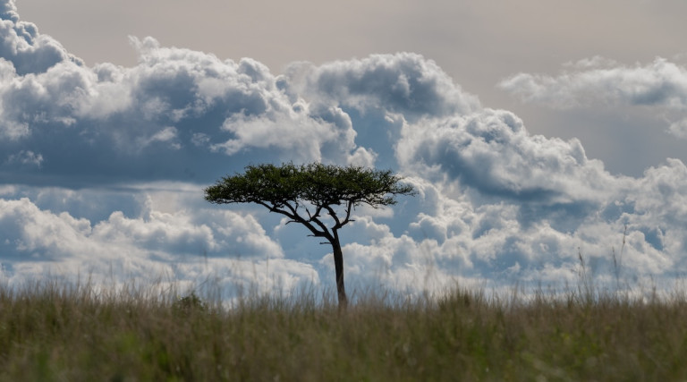 I Fiori di acacia di Giorgio Lugaresi