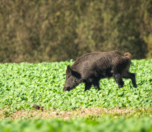 Per Ab della riforma della legge sulla caccia gli animalisti temono «il cambio di paradigma» Per Ab della riforma della legge sulla caccia gli animalisti temono «il cambio di paradigma» - cinghiale mangia in campo coltivato