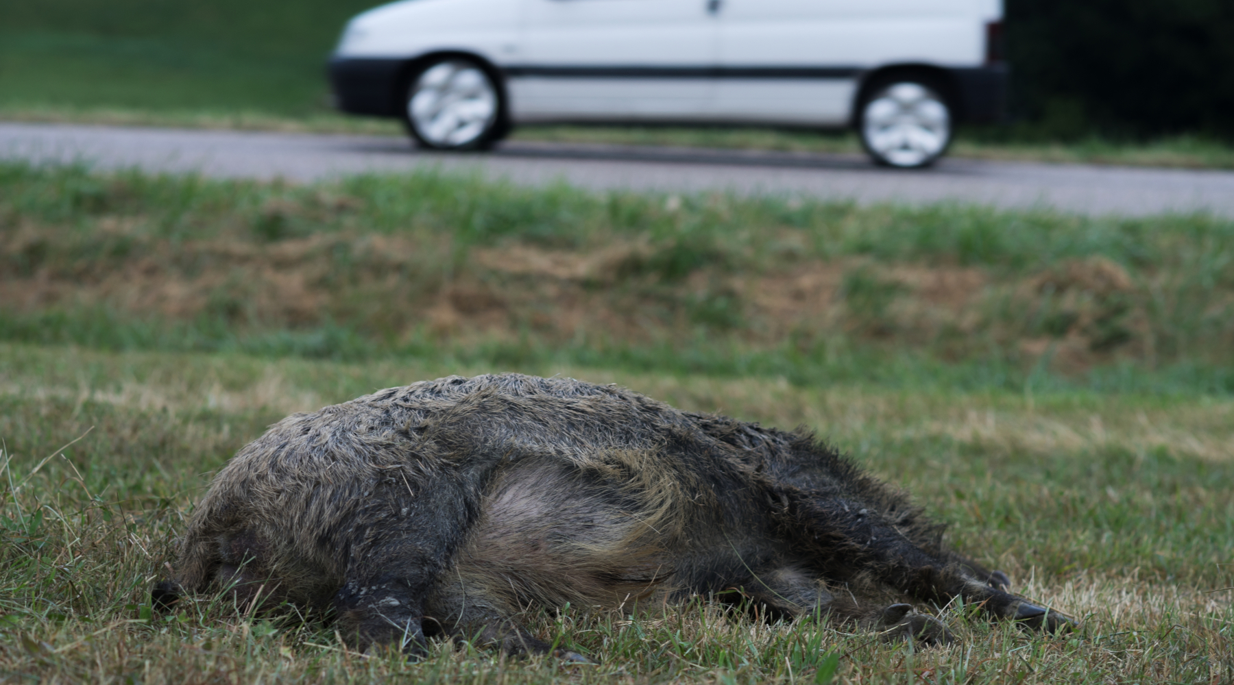 Sparvoli (Libera Caccia) «Fauna non gestita è pericolo pubblico» Sparvoli (Libera Caccia) «Fauna non gestita è pericolo pubblico» - cinghiale dopo incidente con automobile