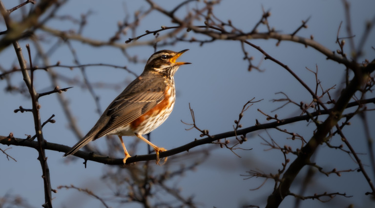 Associazioni venatorie del Veneto chiedono incontro ad assessore Bond - tordo sassello (Turdus iliacus)