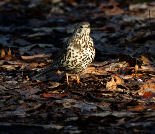 “Global ecology and conservation”: nessun legame tra caccia e declino degli uccelli “Global ecology and conservation” nessun legame tra caccia e declino degli uccelli - tordo bottaccio